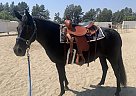Morgan - Horse for Sale in Los Angeles, CA 91423