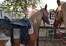 Quarter Horse - Horse for Sale in Oildale, CA 93308