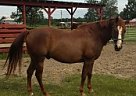 Quarter Horse - Horse for Sale in Screven, GA 31560