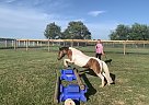 Miniature - Horse for Sale in Adel, IA 50003