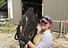 Tennessee Walking - Horse for Sale in Kokomo, IN 46902