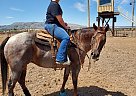 Quarter Horse - Horse for Sale in Pocatello, ID 83202