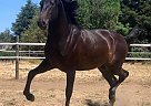Andalusian - Horse for Sale in Stockton, CA 95203