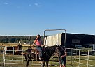 Missouri Fox Trotter - Horse for Sale in Klamath Falls, OR 97601