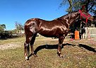 Quarter Horse - Horse for Sale in Jacksonville, FL 32218