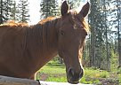Quarter Horse - Horse for Sale in Williams Lake,  V0L1G0