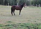 Welsh Pony - Horse for Sale in Chesuncook, ME 04441