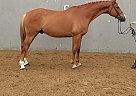 Warmblood - Horse for Sale in Ottawa, ON K2P 0R4