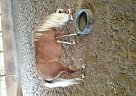Miniature - Horse for Sale in Viola, IL 61486