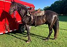 Friesian - Horse for Sale in Marbury, AL 36067