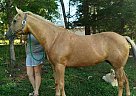 Quarter Horse - Horse for Sale in Bean Stationbean station, TN 37708