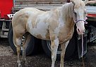 Palomino - Horse for Sale in Arlington, MN 55307