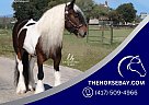 Gypsy Vanner - Horse for Sale in Austinville, VA 24312