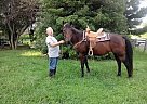 Quarter Horse - Horse for Sale in Big Spring, KY 40175