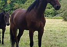 Standardbred - Horse for Sale in SlateHill, NY 10973