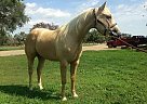 Palomino - Horse for Sale in Columbia, SD 57433