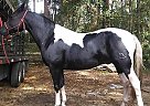 Quarter Horse - Horse for Sale in Gainesville, FL 32609
