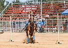 Quarter Horse - Horse for Sale in Pilot Point, TX 76258