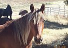 Rocky Mountain - Horse for Sale in Sonoita, AZ 85637