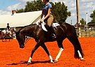 Pinto - Horse for Sale in Punta Gorda, FL 33982