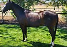 Paint - Horse for Sale in Anderson, CA 96007