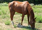 Quarter Horse - Horse for Sale in La Grange, TX 