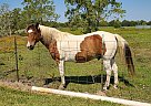 Paint - Horse for Sale in Crosby, TX 77532-48