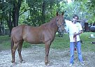Saddlebred - Horse for Sale in Barre, MA 