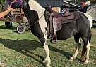 Paint - Horse for Sale in Crab orchard, WV 25818
