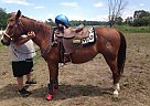 Quarter Pony - Horse for Sale in Hamilton, IN 46742