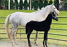 Appaloosa - Horse for Sale in Coeur d’ Arlene, ID 83854