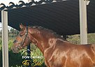 Lusitano - Horse for Sale in Leiria, Portugal,  2415-011