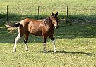 Paso Fino - Horse for Sale in Parsons, KS 67357