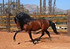 Andalusian - Horse for Sale in San Diego, CA 92082