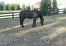 Tennessee Walking - Horse for Sale in Canton, GA 