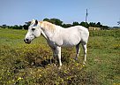 Quarter Horse - Horse for Sale in Wichita Falls, TX 76305
