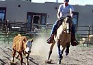 Quarter Horse - Horse for Sale in Penrose, CO 