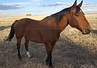 Paint - Horse for Sale in Cheyenne, WY 82009