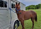 Kentucky Mountain - Horse for Sale in Norwalk, OH 44857