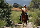 Tennessee Walking - Horse for Sale in Templeton, CA 93465