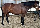 Dutch Warmblood - Horse for Sale in London, ON N6B2Y9