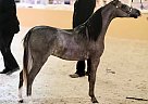 Shetland Pony - Horse for Sale in Denison, TX 75021