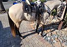 Azteca - Horse for Sale in San Jose, CA 95127
