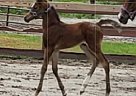 Arabian - Horse for Sale in Palatka, FL 32177