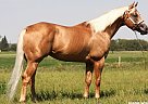Quarter Horse - Horse for Sale in Huxley, AB T0M 0Z0