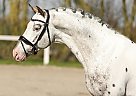 Appaloosa - Horse for Sale in Solvang, CA 93464