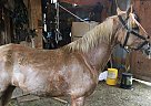Tennessee Walking - Horse for Sale in Manchester, KY 40962