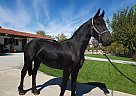Friesian - Horse for Sale in Hesperia, CA 92345