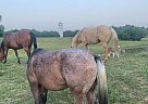Pony of the Americas - Horse for Sale in FORT SCOTT, KS, KS 66701