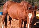 Quarter Horse - Horse for Sale in Edgefield, SC 